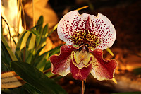 Orchideentage